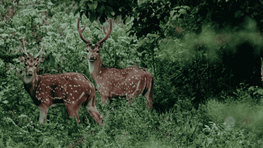 spotted deer/Sri Lankan axis deer.
