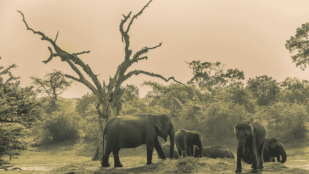 Yala National Park