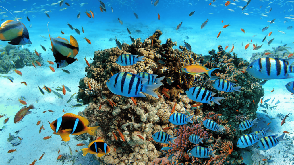 Coral Reef Sri Lanka