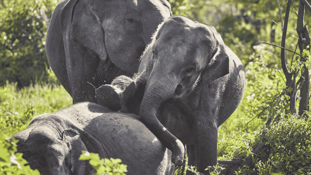 Elephants Sri Lanka