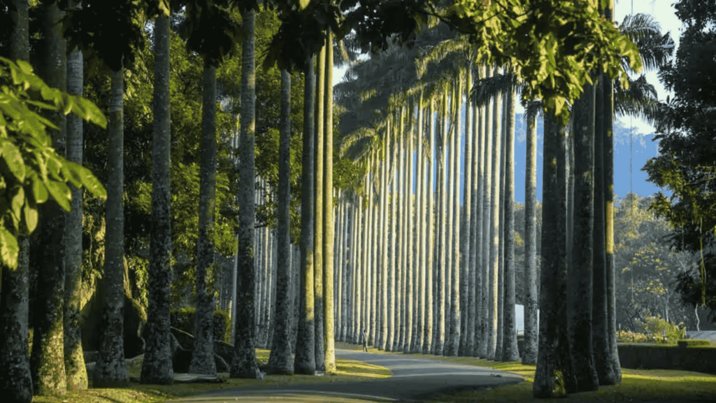 Peradeniya Botanical Garden Sri Lanka