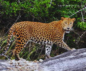 srilankan leopard