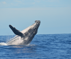 srilanka whale watching