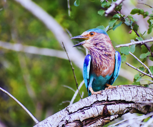 srilanka bird watching