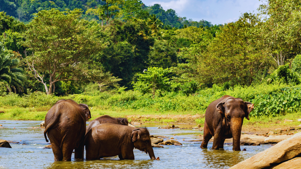 srilanka wildlife