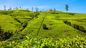 nuwara eliya tea trails