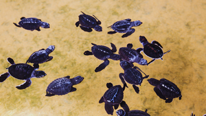 Marine Conservation Areas Sri Lanka