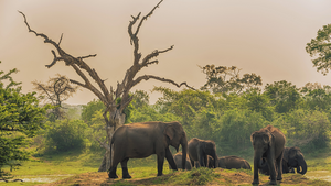 Yala National Park