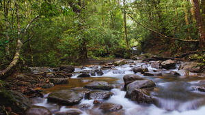 Sinharaja Forest Reserve