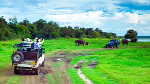 srilanka wildlife