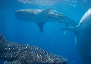 Whale in the ocean