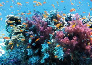 Coral Gardens