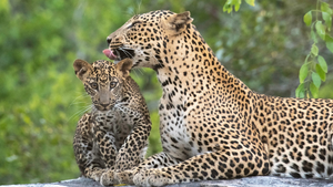 Leopard Mom And Cub
