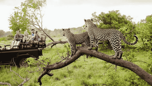 Leopard