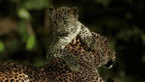 Leopard Mom And Cub