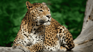 Leopard