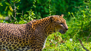 Yala National parks.